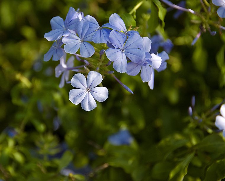 Spring